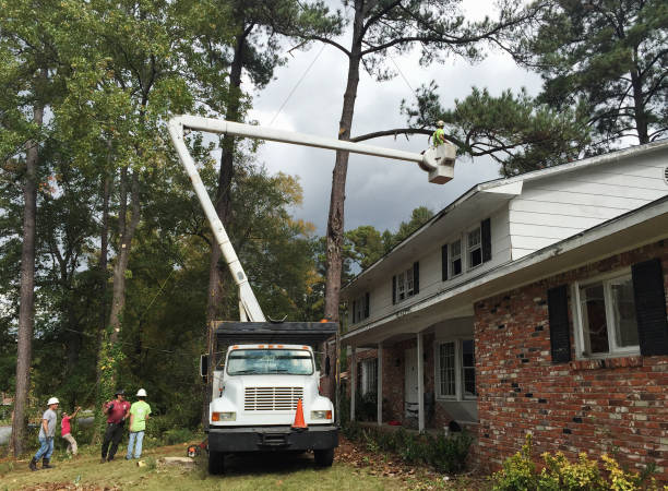 Tree and Shrub Care in Richmond, MO